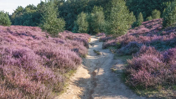 Caminho Arenoso Pelas Charnecas Parque Nacional Veluwe Durante Pôr Sol — Fotografia de Stock