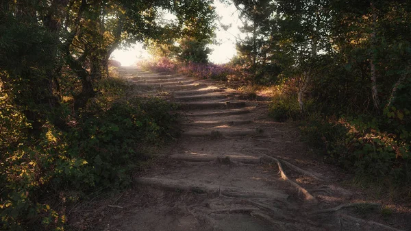 Stairs Sandy Hill Heathlands Veluwe National Park Netherlands — Stock Photo, Image