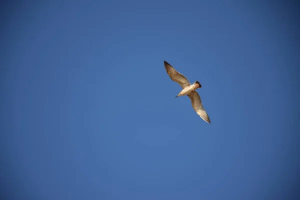 Cielo Azul Infinito Pájaro Agraciado Volando Gaviota Usted Puede Mirar —  Fotos de Stock
