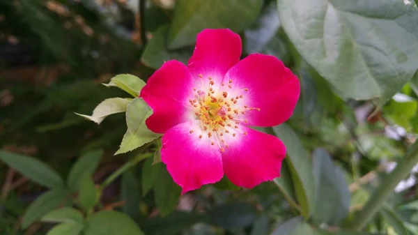 园中美丽的小红玫瑰 的选择焦点 — 图库照片