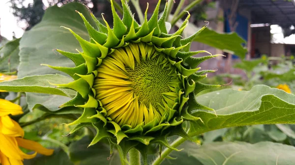 Young green sun flowers grow in garden yards. The flowers that will grow will be beautiful sun flowers