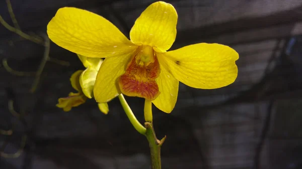 Chladné Žluté Orchideje Přírodní Pozadí Uzavřené Krásná Žlutá Květina Ranním — Stock fotografie