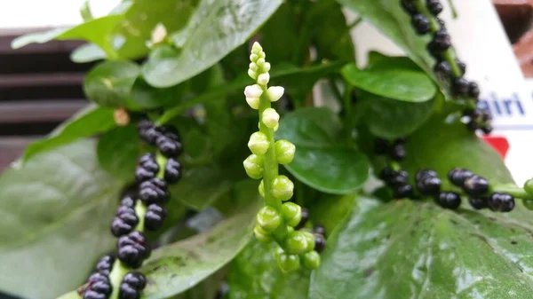 Buah Angkung Malabar Spinach Kebun Bunga Eksotis Dan Sejuk — Stok Foto