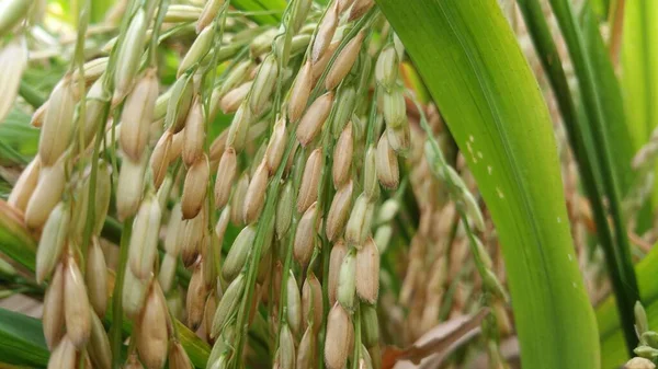 Rice Field Waiting Harvest Designs Decoration Background — Stock Photo, Image