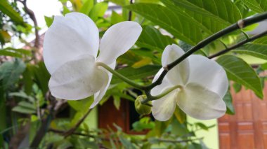 Phalaenopsis amabilis veya Beyaz Güve Orkidesi. Endonezya 'da yaygın olarak orkide ayı olarak bilinir. Orkide tomurcukları ve çiçekleri bahçedeki bahçede.