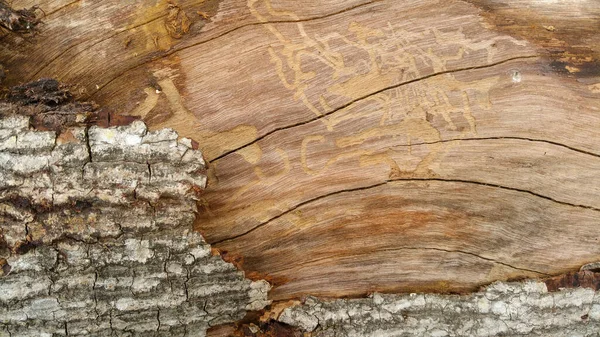 Struttura Della Corteccia Una Bella Texture Scattata Vicino Albero Bellezza — Foto Stock