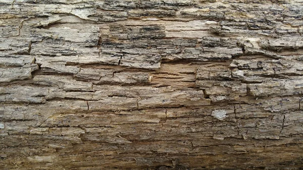 Textura Casca Uma Bela Textura Atirada Perto Uma Árvore Beleza — Fotografia de Stock