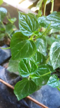 Sabahın erken saatlerinde dekoratif süs bitkilerinin yeşil renginde oldukları için parlayan yapraklar.