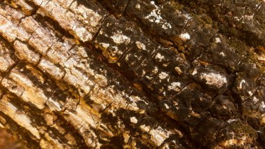 Kabuk dokusu. Bir ağaca yakın duran güzel bir doku. Doğal bir işin güzelliği.