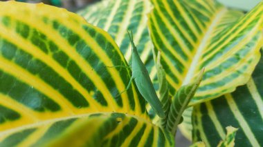Ana sayfasında sarı çizgili güzel yeşil yaprakların yakın çekimi. Yaprakların üzerinde bir çekirge var.