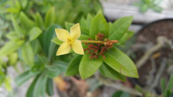 Красивые Gentianaceae Желтый Цветок Саду Куст Летний Лиственный Растет Высоту — стоковое фото