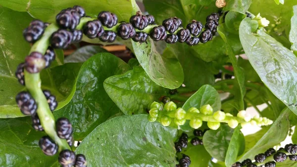 Buah Angkung Malabar Spinach Kebun — Stok Foto