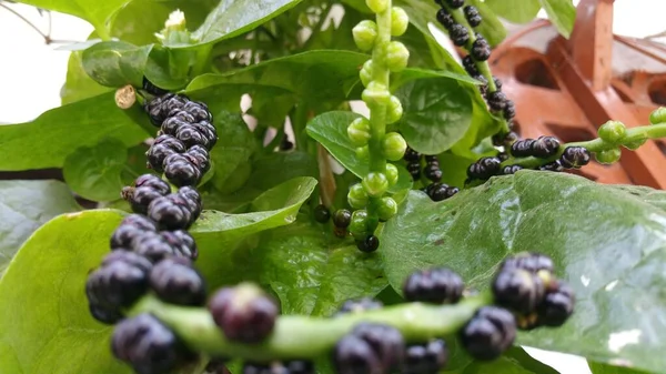 Bunga Eksotis Yang Indah Buah Angkung Malabar Spinach Kebun — Stok Foto