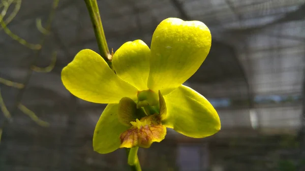 Krásná Žlutá Orchidej Květiny Detailní — Stock fotografie