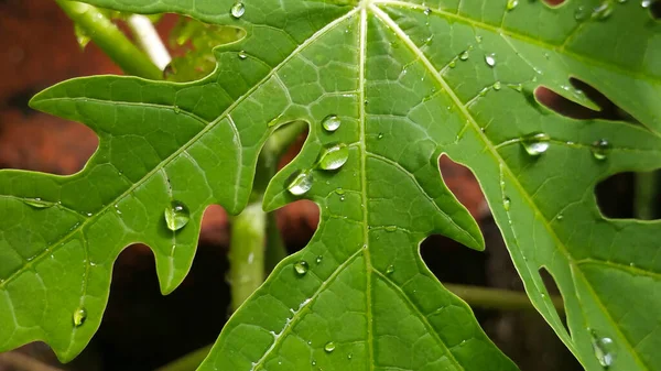 Dew on fresh green papaya leaves after rain