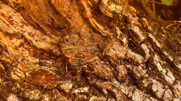 Struttura Della Corteccia Una Bella Texture Scattata Vicino Albero Bellezza — Foto Stock