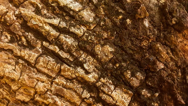 Bark Texture Beautiful Texture Shot Close Tree Beauty Natural Work — Stock Photo, Image