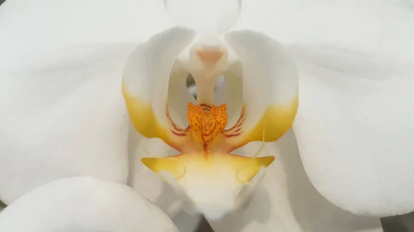 Primo Piano Una Bella Corona Fiori Phalaenopsis Amabilis Del White — Foto Stock