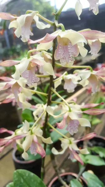 Дикие Орхидеи Мизинчиках — стоковое фото