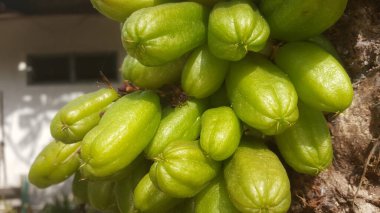 Bilimsel ve Latince adı Averrhoa Bilimbi L. Wuluh Starfruit olan Wuluh, Endonezya 'nın Maluku şehrinden gelir ve Endonezya, Filipinler, Sri Lanka, Malezya' daki tüm adalara yayılır.