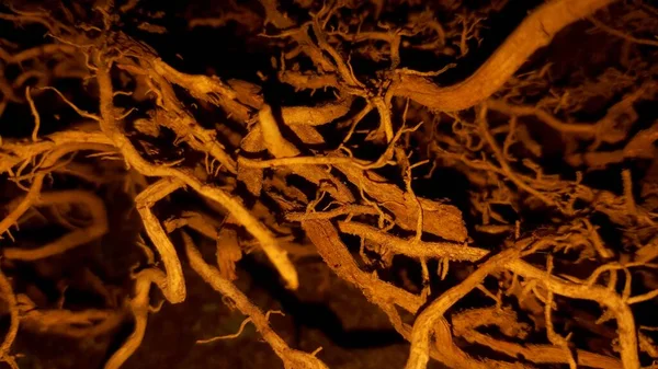 Dry branches or plant roots intertwined creating a beautiful pattern of light and shadow. Powerful fibrous root system close-up of the plant.
