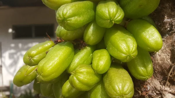 Wuluh Sternfrucht Wissenschaftlichen Und Lateinischen Namen Ist Averrhoa Bilimbi Wuluh — Stockfoto