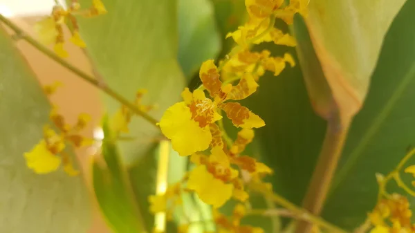 Zamknij Jasne Żółte Oncidium Orchidei Rano Zielonym Bckground Gładki Liść — Zdjęcie stockowe