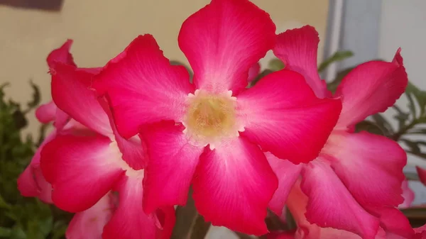 早上粉红的腺花和模糊的家院子 苦瓜是温带地区的一种五彩缤纷的室内植物 — 图库照片