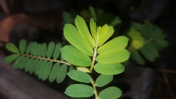 Daun Kelor Moringa Green Leaves Grow Garden — Stock Photo, Image