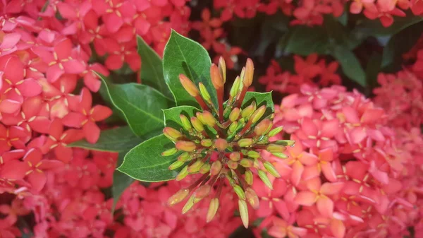 红邦加 阿索卡 布莱特 红花盛开 美丽的红色花朵 绿叶在花园的树上 伊索拉 也被称为森林之火 丛林之火 — 图库照片