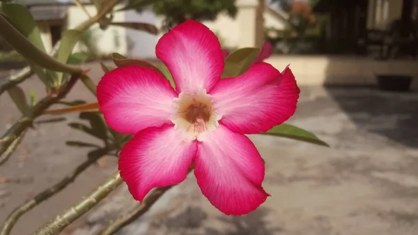早上粉红的腺花和模糊的家院子 苦瓜是温带地区的一种五彩缤纷的室内植物 — 图库照片