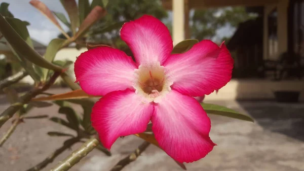 Розовые Цветы Размытым Домашним Двором Утрам Адениевое Ожирение Красочное Растение — стоковое фото