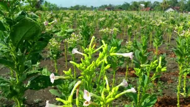 Champ Tabac Contient Des Plants Tabac Accompagnés Fleurs Tabac Rose — Video