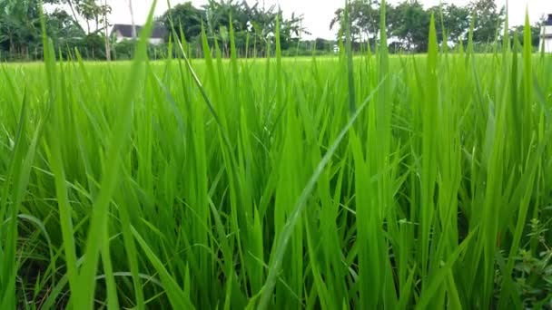 緑の背景 水田の広がり 住宅地 完全な炎の新鮮な緑のプランテーション 草原の自然概念 小さな米の木 農村部の農業 — ストック動画