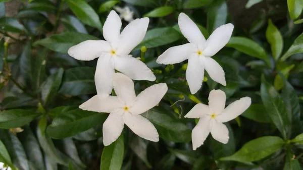 Bahçedeki Küçük Beyaz Çiçek Ketenini Kapat — Stok fotoğraf