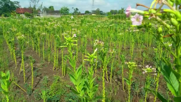 Tütün Tarlasında Sabah Esintisinde Güzel Tütün Çiçekleri Tütün Tarlasının Egzotik — Stok video