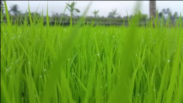 インドネシア ジョグジャカルタのCangkringanで朝の明るい緑のパディ草 — ストック動画