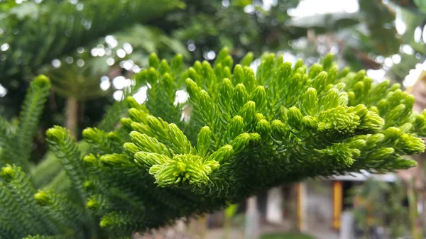 Tutup Fokus Tunggal Daun Pinus Bokeh — Stok Foto