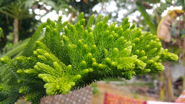 Tutup Fokus Tunggal Daun Pinus Bokeh — Stok Foto