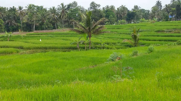 Green Rice Fields Young Rice Plants Spread Out Morning Sunlight — Stock Photo, Image