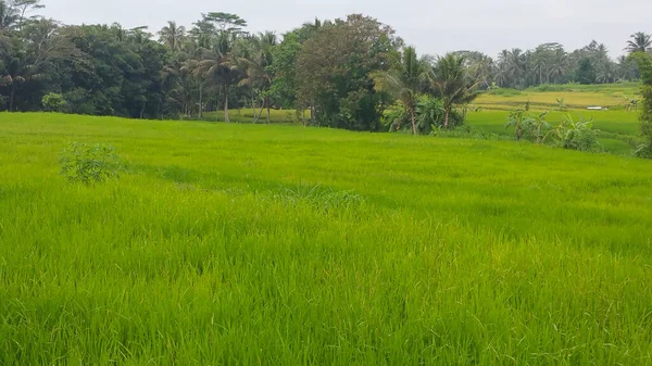 Ladang Padi Hijau Tanaman Padi Muda Menyebar Bawah Sinar Matahari — Stok Foto