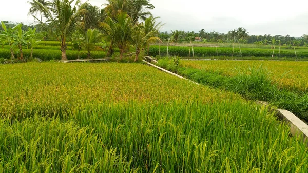 Die Reisfelder Sind Mit Einem Traditionellen Bewässerungssystem Auf Zur Ernte — Stockfoto