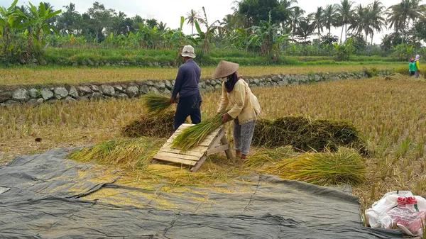 Cara Tradisional Untuk Memanen Beras Dengan Memukul Dan Melepaskan Biji Stok Foto Bebas Royalti