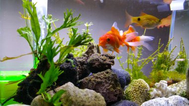 Kapalı bir akvaryumda güzel bir akvaryum balığı ve cam bir akvaryum kullanılarak korunuyor.