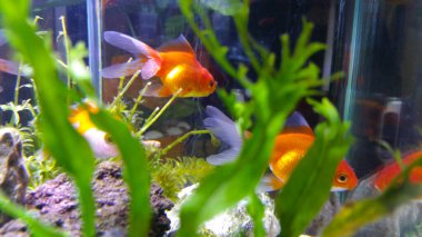 Kapalı bir akvaryumda güzel bir akvaryum balığı ve cam bir akvaryum kullanılarak korunuyor.