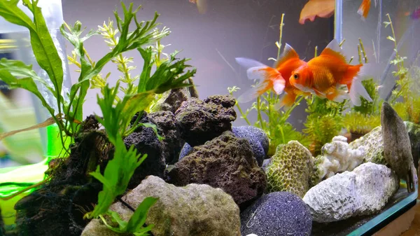 Prachtige Goudvissen Een Overdekt Aquarium Worden Onderhouden Met Een Glazen — Stockfoto