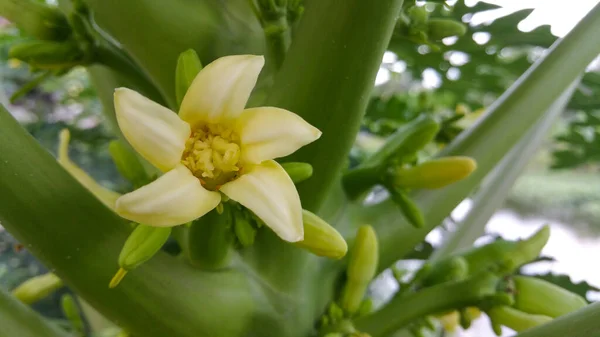 Piękne Bliskie Kwiaty Papai Drzewie Papai — Zdjęcie stockowe