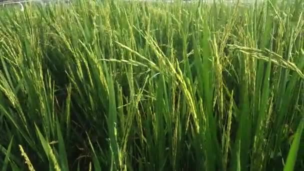 Risfälten Utspridda Med Risplantor Redo Att Skördas Vinden — Stockvideo