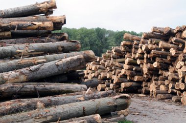 Tas de bois coupe hazırlanıyor.