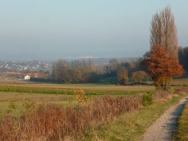 Paysage Automne Alsacia —  Fotos de Stock